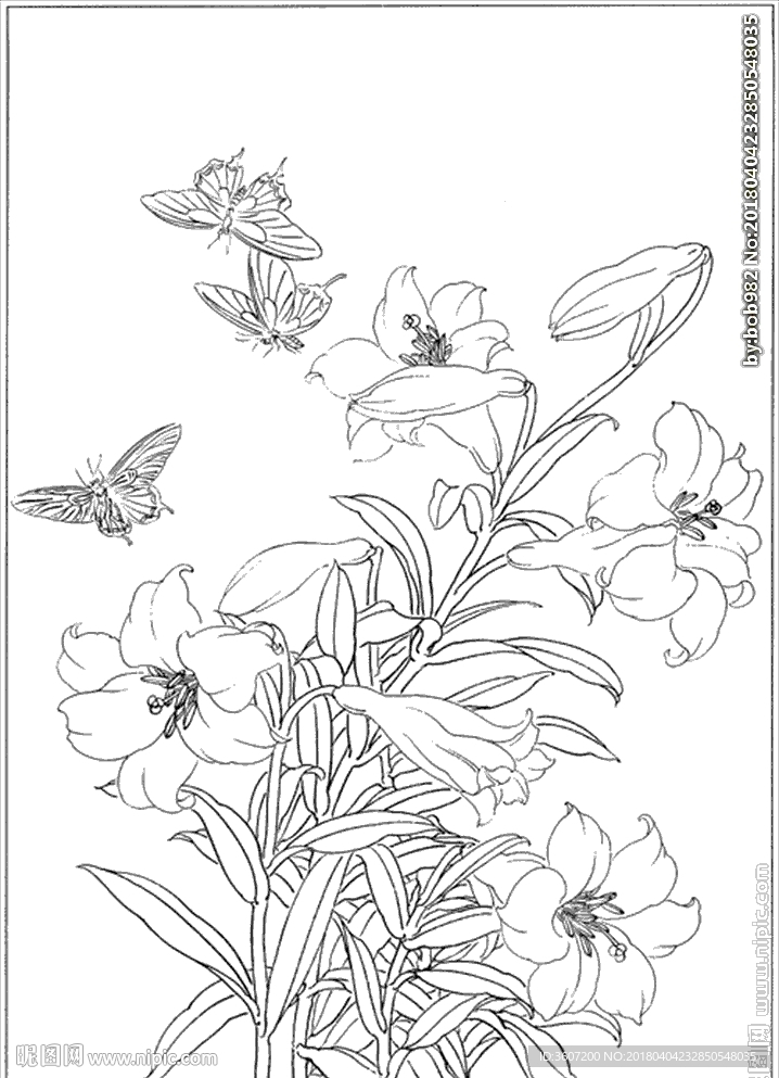 百合 白描 素描 线描 国画