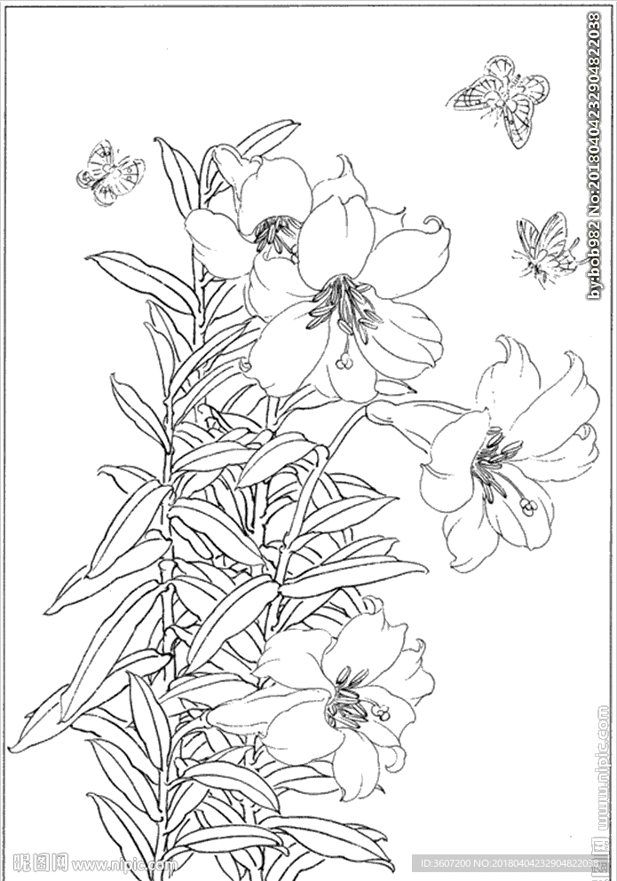 百合 白描 素描 线描 国画