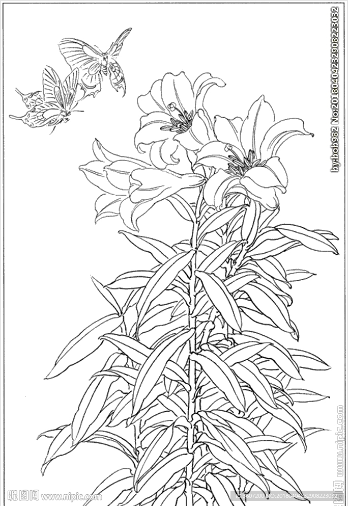 百合 白描 素描 线描 国画