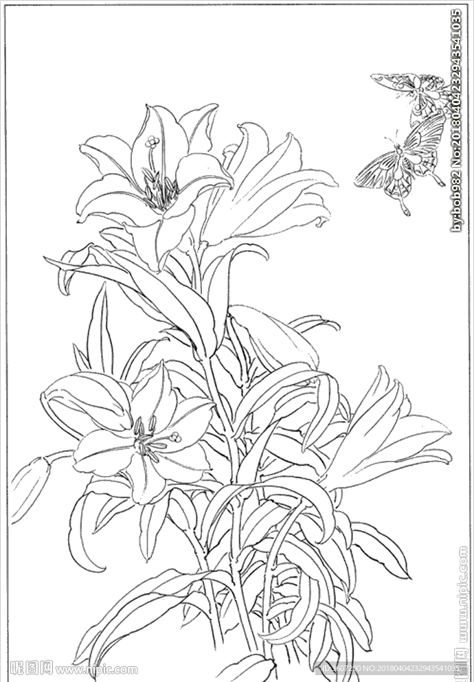 百合 白描 素描 线描 国画