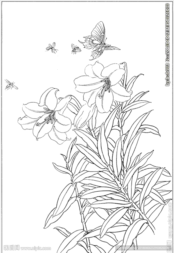 百合 白描 素描 线描 国画