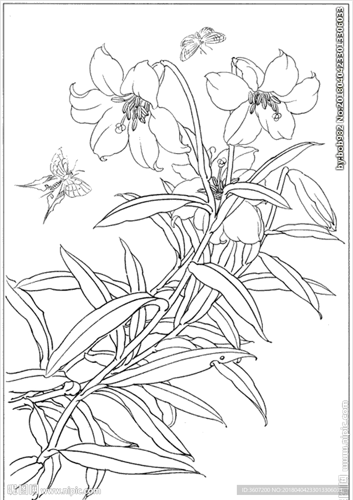 百合 白描 素描 线描 国画