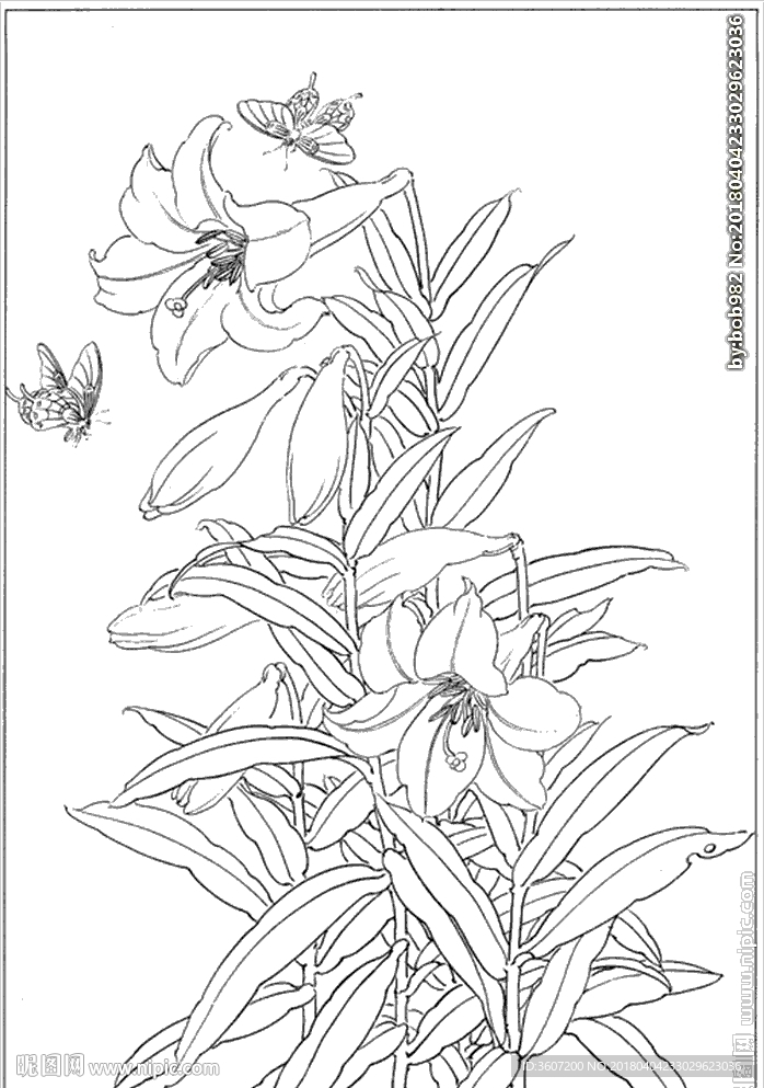 百合 白描 素描 线描 国画