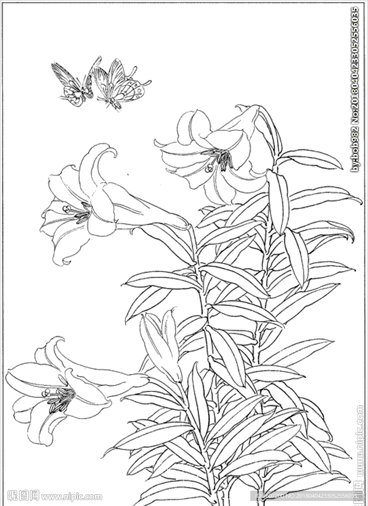 百合 白描 素描 线描 国画