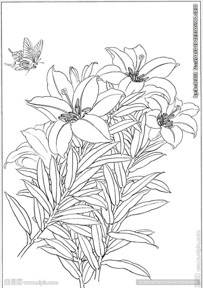 百合 白描 素描 线描 国画