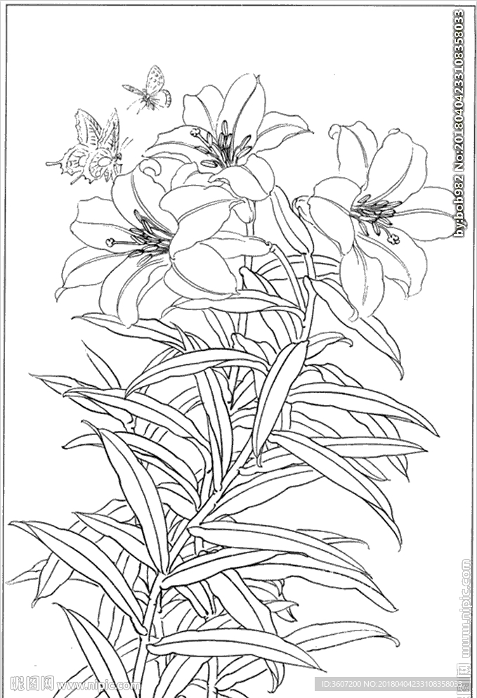 百合 白描 素描 线描 国画