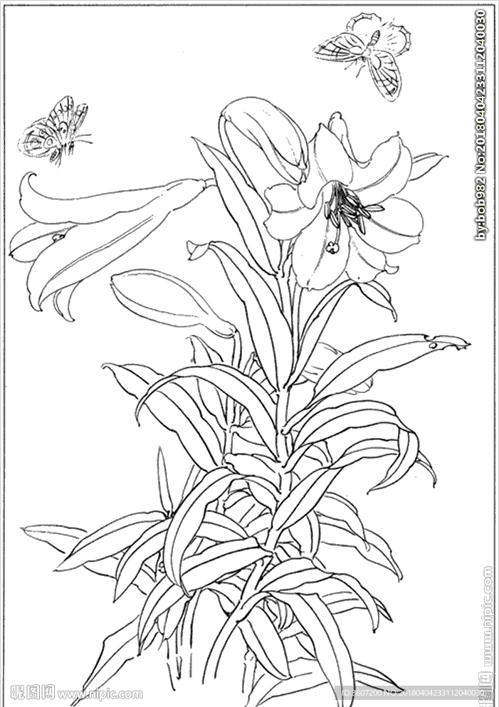 百合 白描 素描 线描 国画