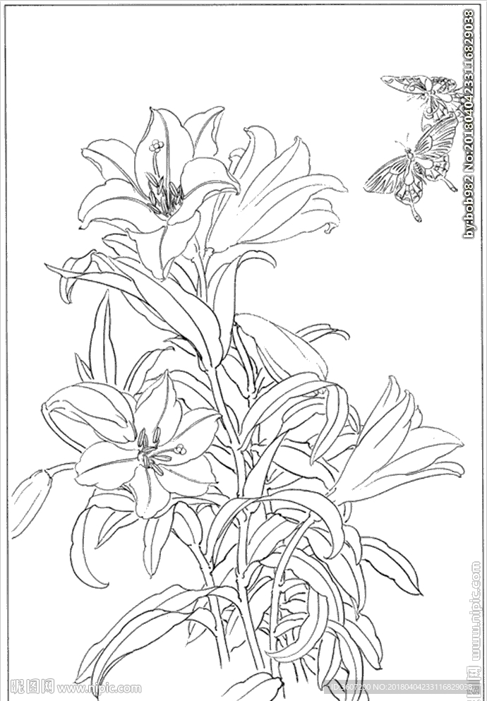 百合 白描 素描 线描 国画