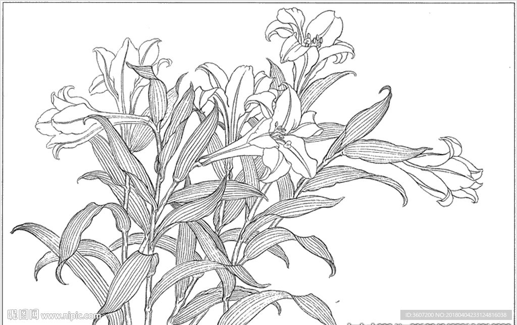 百合 白描 素描 线描 国画