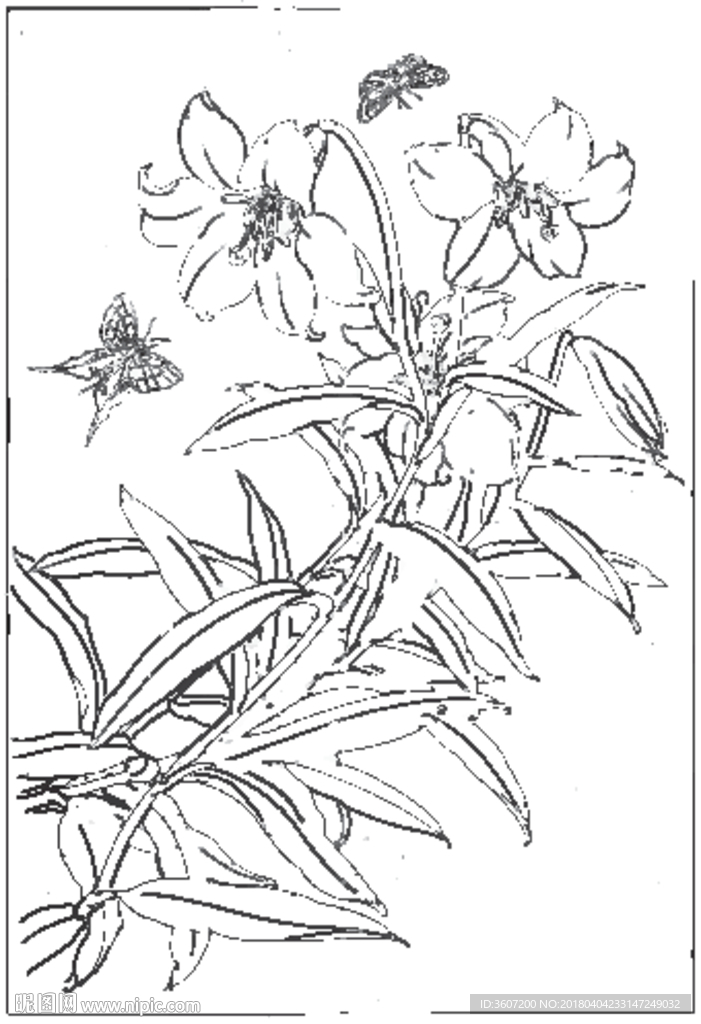 百合 白描 素描 线描 国画