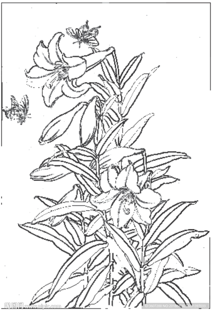 百合 白描 素描 线描 国画