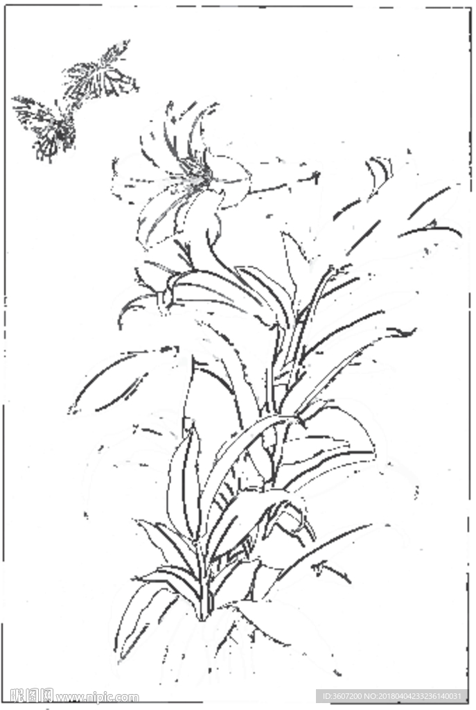 百合 白描 素描 线描 国画