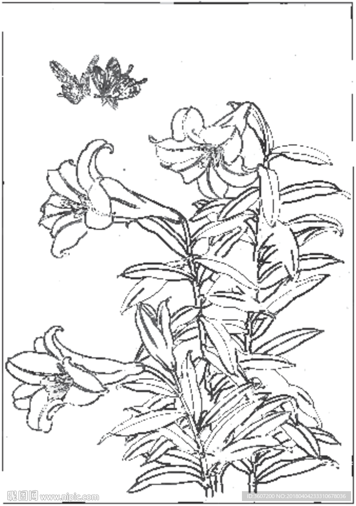 百合 白描 素描 线描 国画