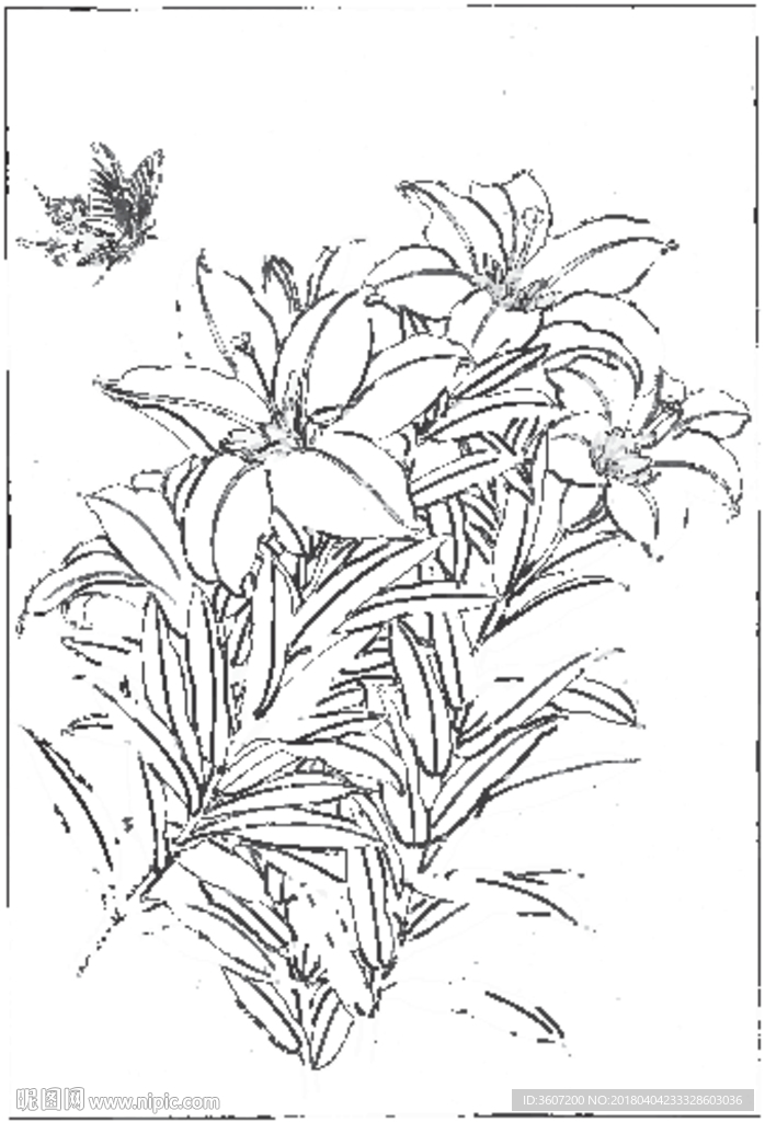 百合 白描 素描 线描 国画