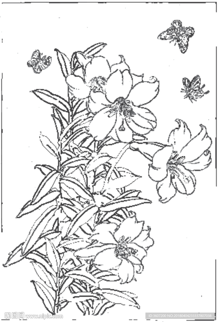 百合 白描 素描 线描 国画