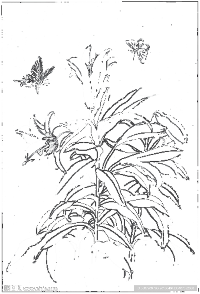 百合 白描 素描 线描 国画