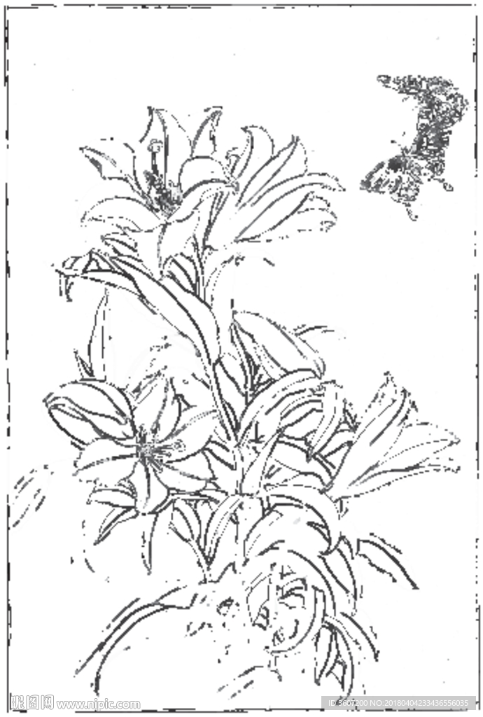 百合 白描 素描 线描 国画