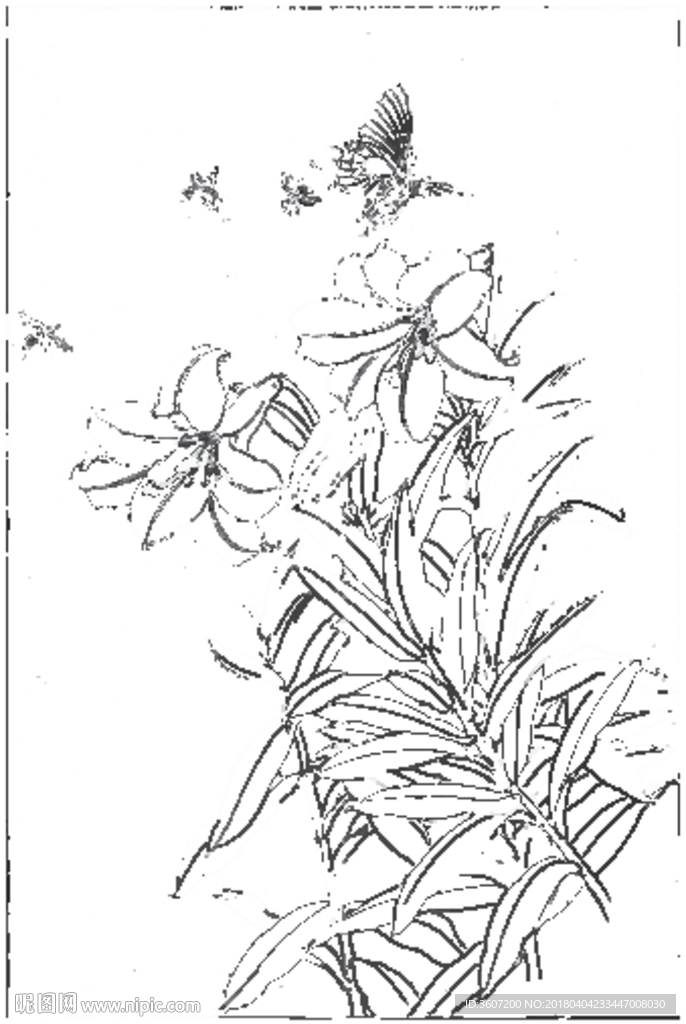 百合 白描 素描 线描 国画