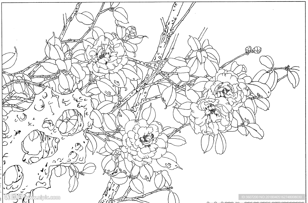 茶花 白描 素描 线描 国画