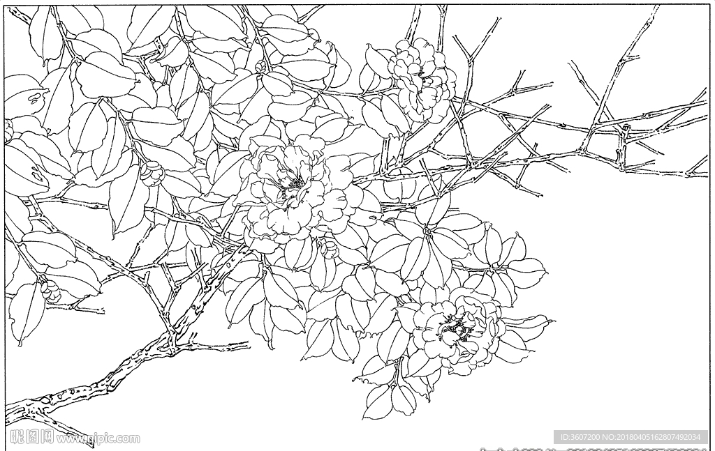 茶花 白描 素描 线描 国画