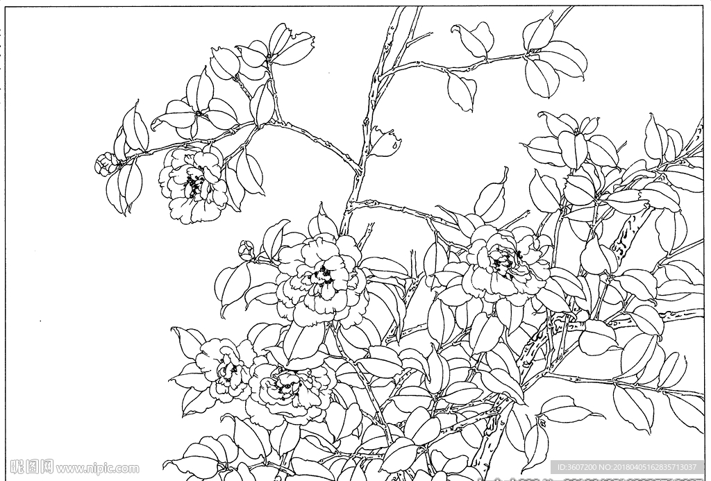 茶花 白描 素描 线描 国画