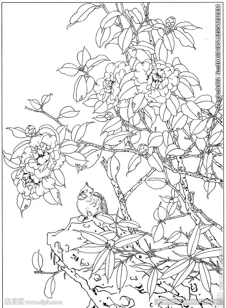 茶花 白描 素描 线描 国画