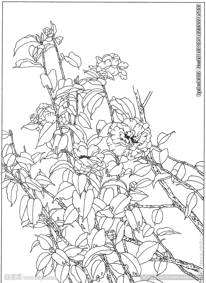 茶花 白描 素描 线描 国画