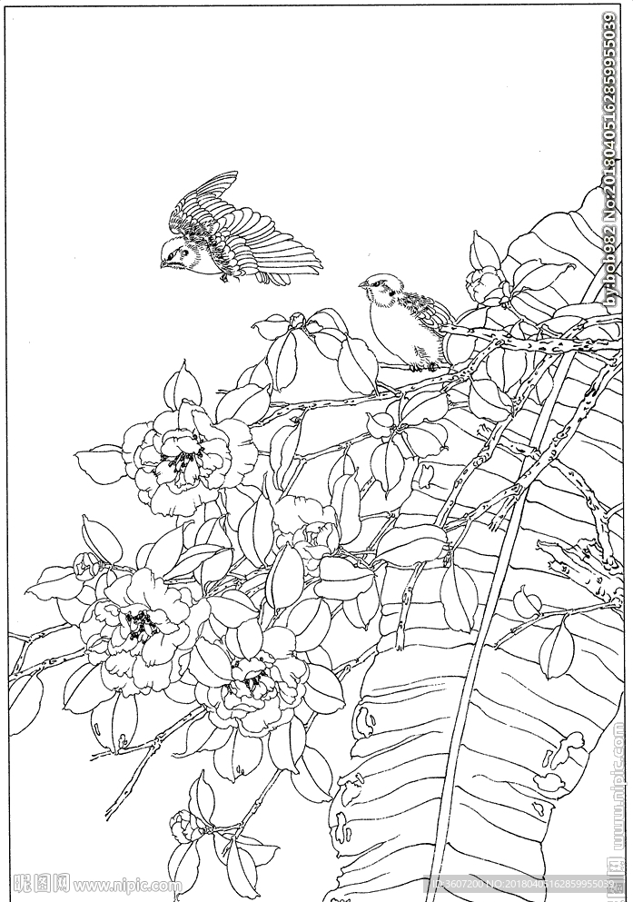 茶花 白描 素描 线描 国画