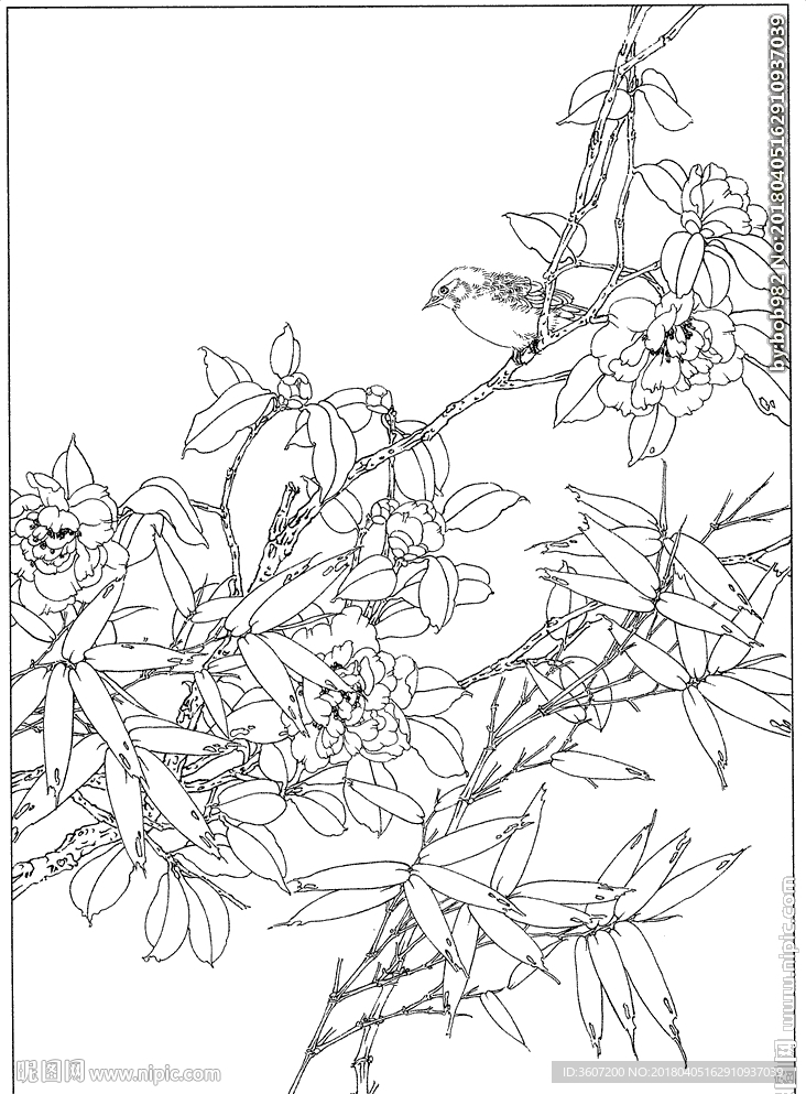 茶花 白描 素描 线描 国画