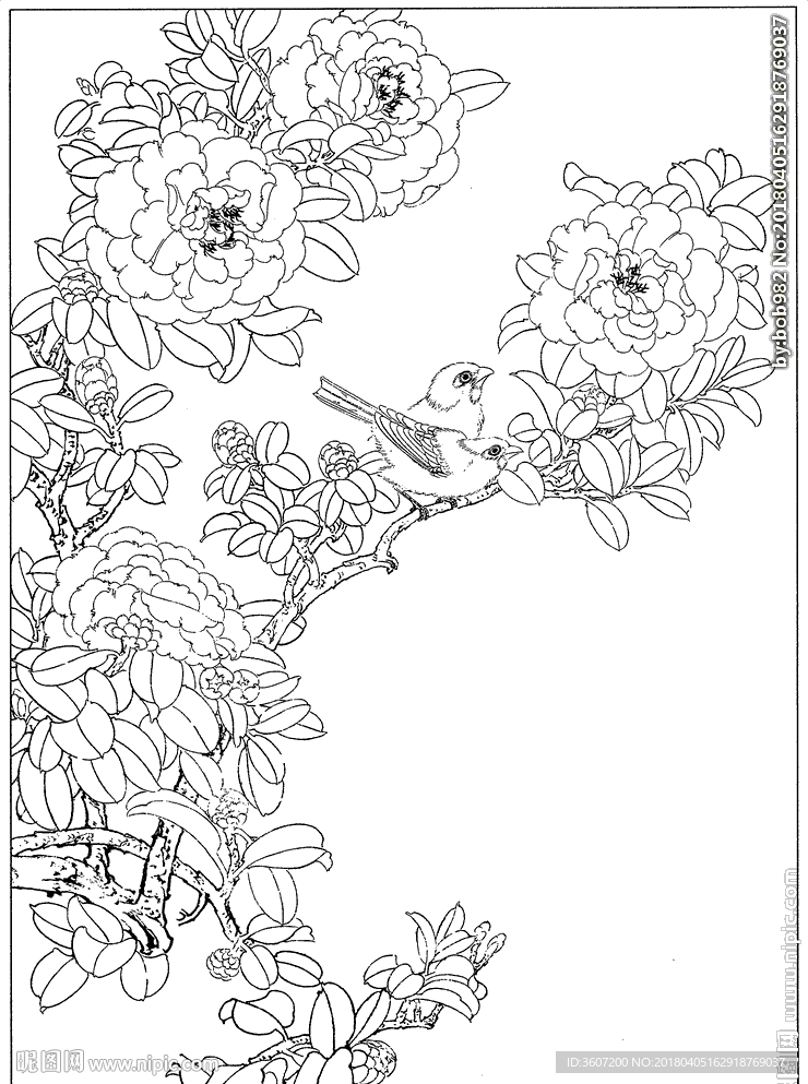 茶花 白描 素描 线描 国画
