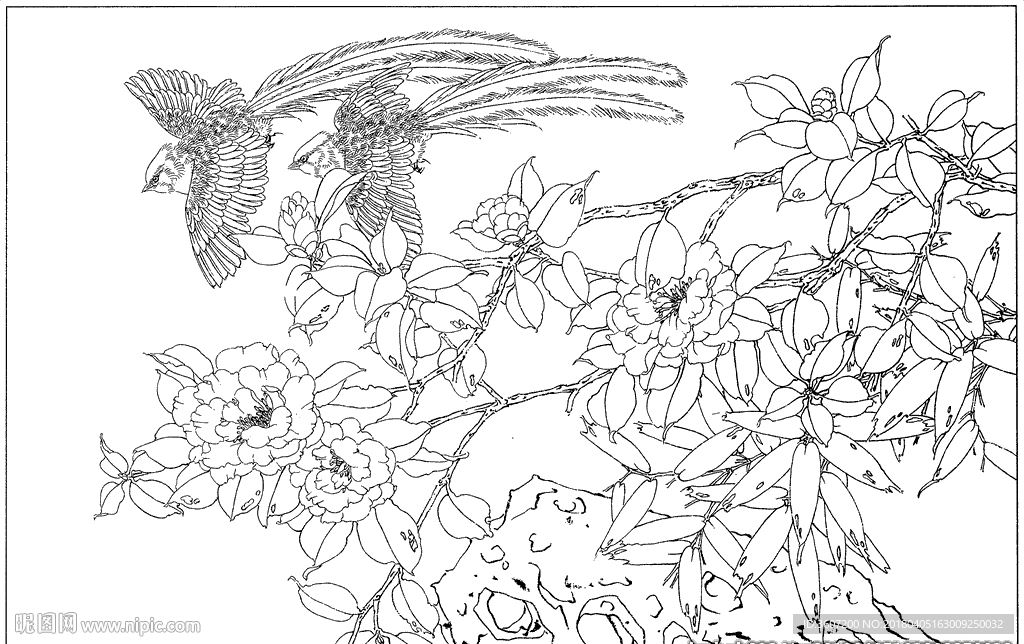 茶花 白描 素描 线描 国画