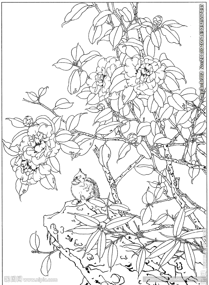 茶花 白描 素描 线描 国画