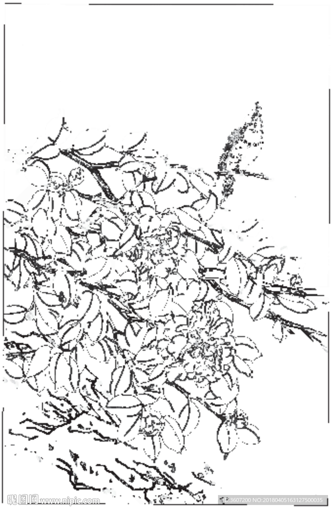 茶花 白描 素描 线描 国画