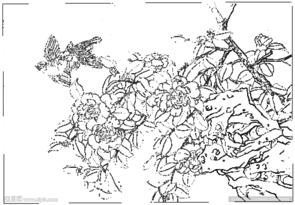 茶花 白描 素描 线描 国画