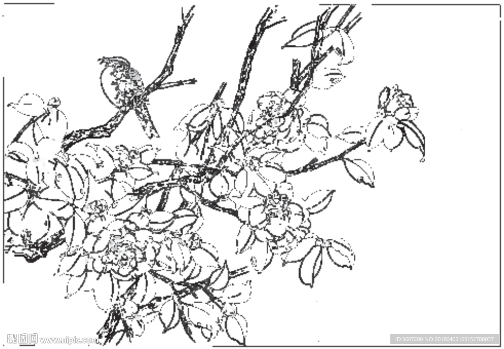 茶花 白描 素描 线描 国画