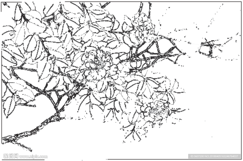 茶花 白描 素描 线描 国画