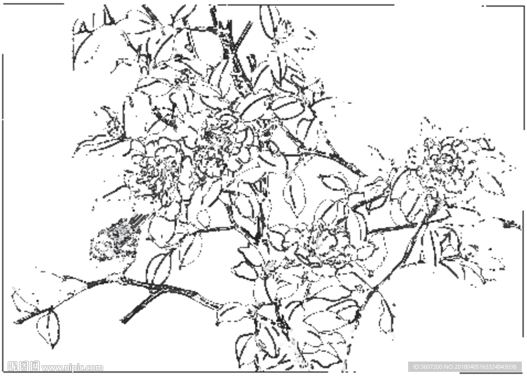 茶花 白描 素描 线描 国画