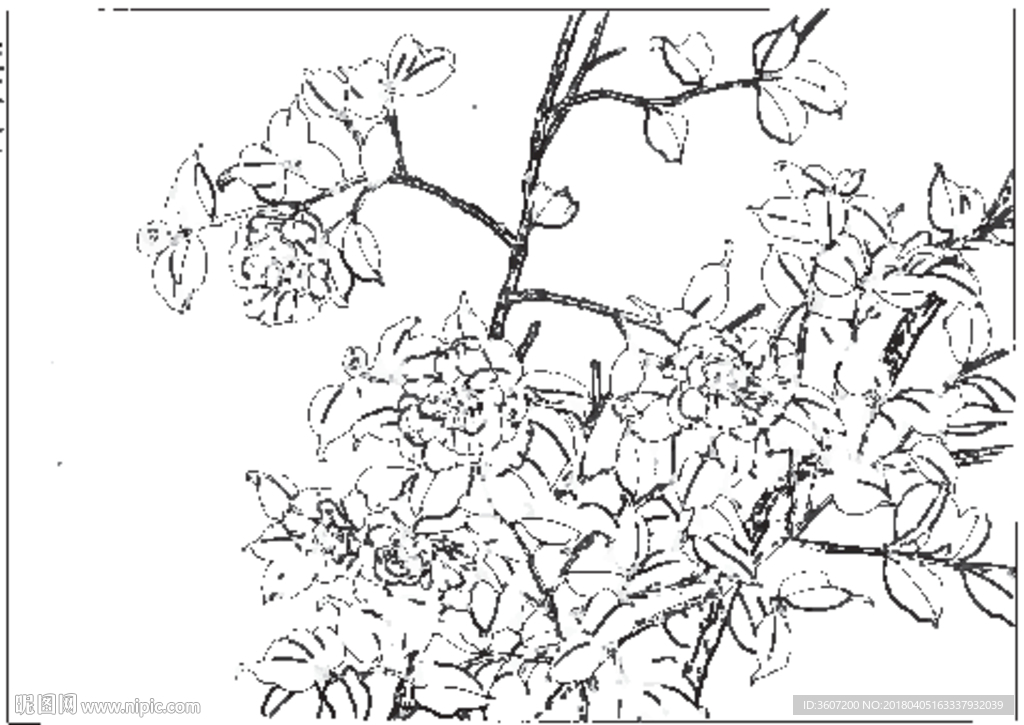 茶花 白描 素描 线描 国画
