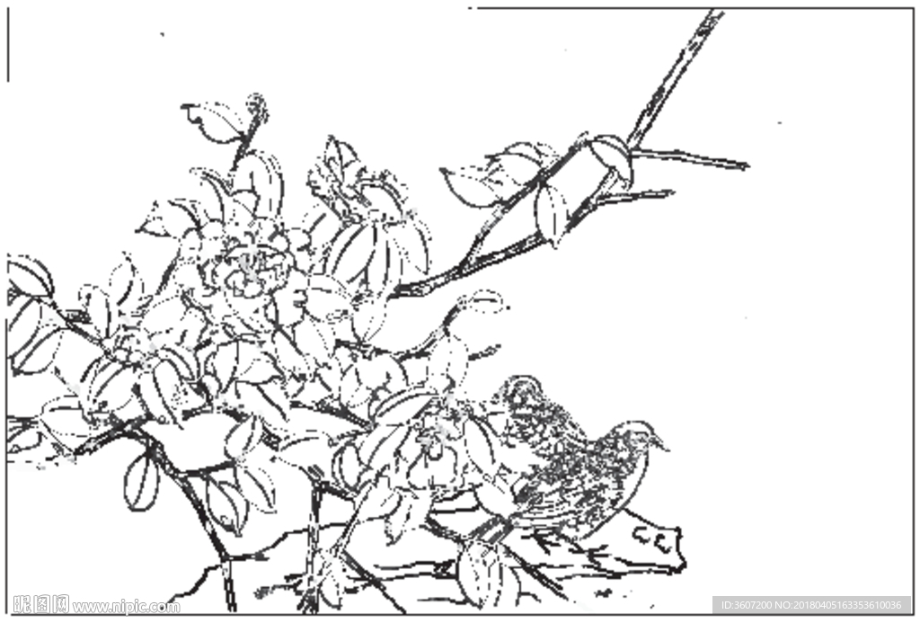 茶花 白描 素描 线描 国画