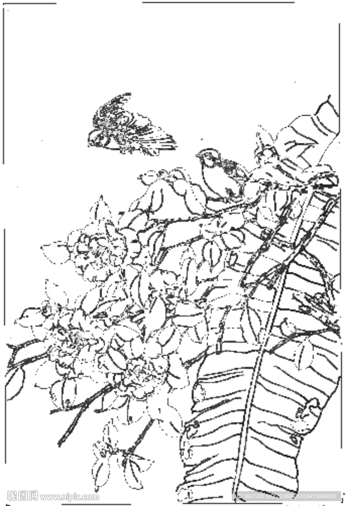 茶花 白描 素描 线描 国画