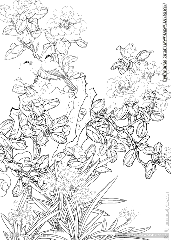 茶花 白描 素描 线描 国画