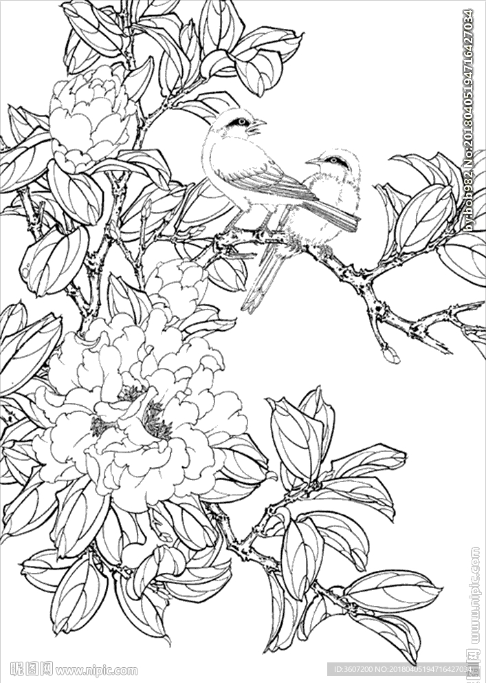 茶花 白描 素描 线描 国画