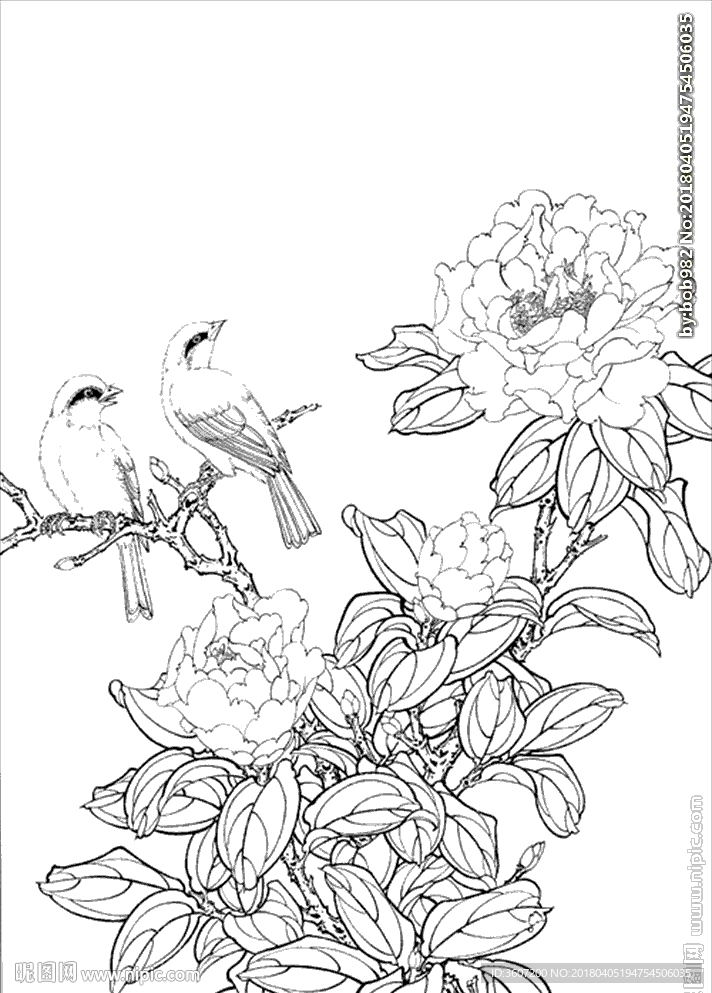 茶花 白描 素描 线描 国画