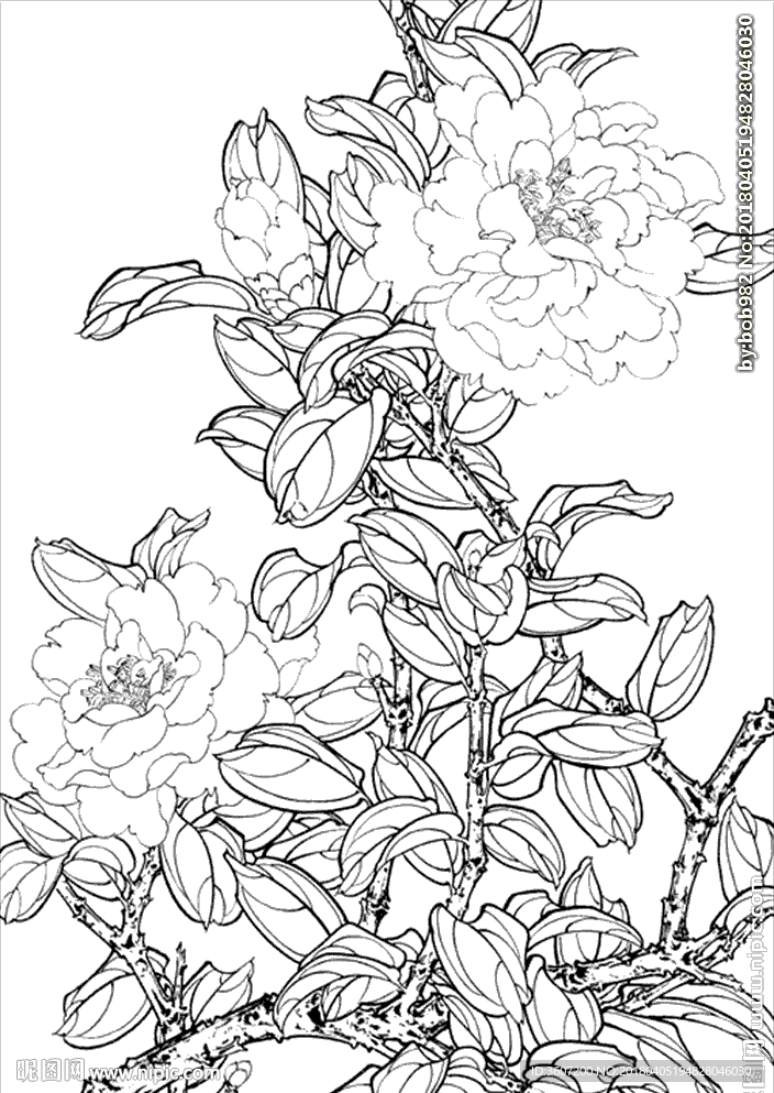 茶花 白描 素描 线描 国画