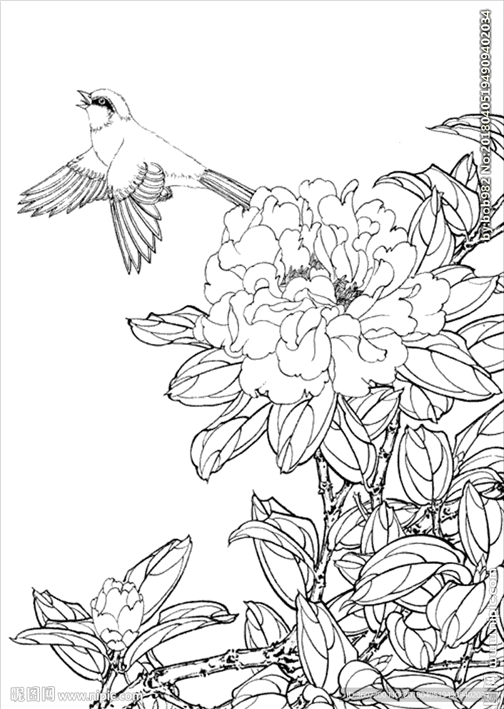 茶花 白描 素描 线描 国画