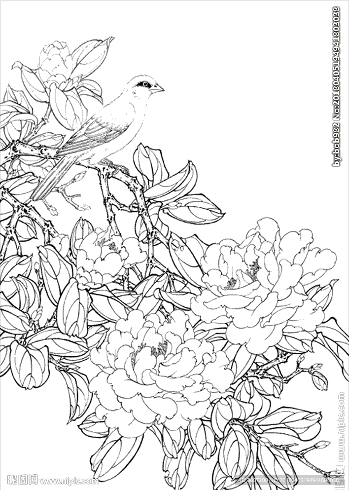 茶花 白描 素描 线描 国画