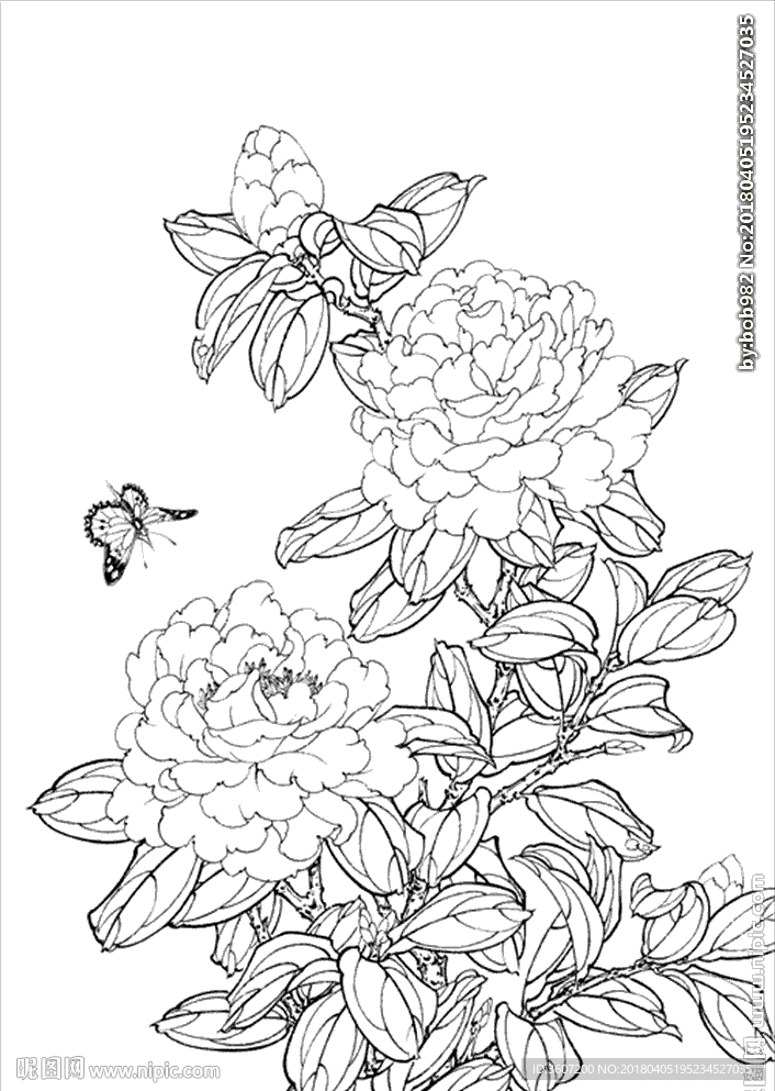 茶花 白描 素描 线描 国画