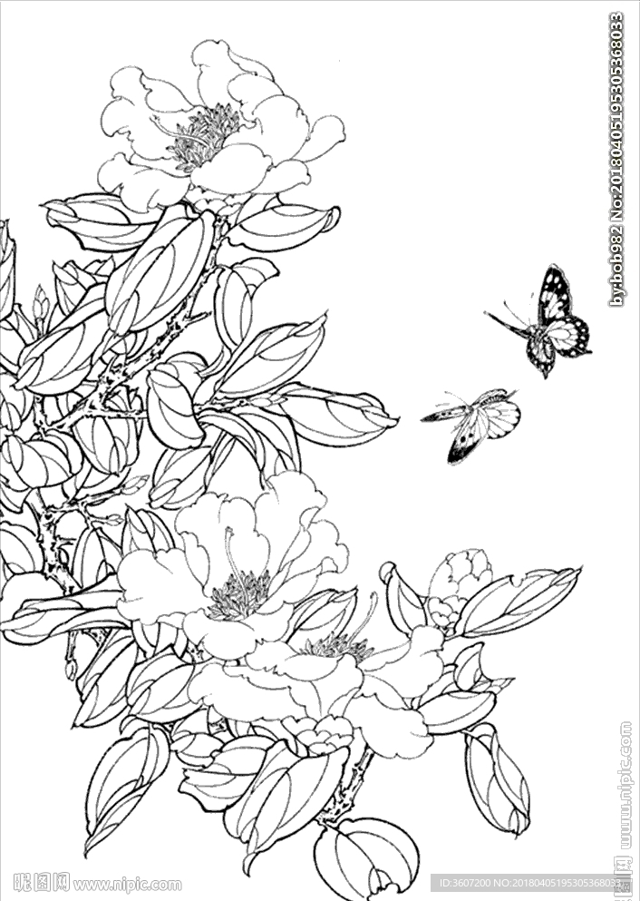 茶花 白描 素描 线描 国画