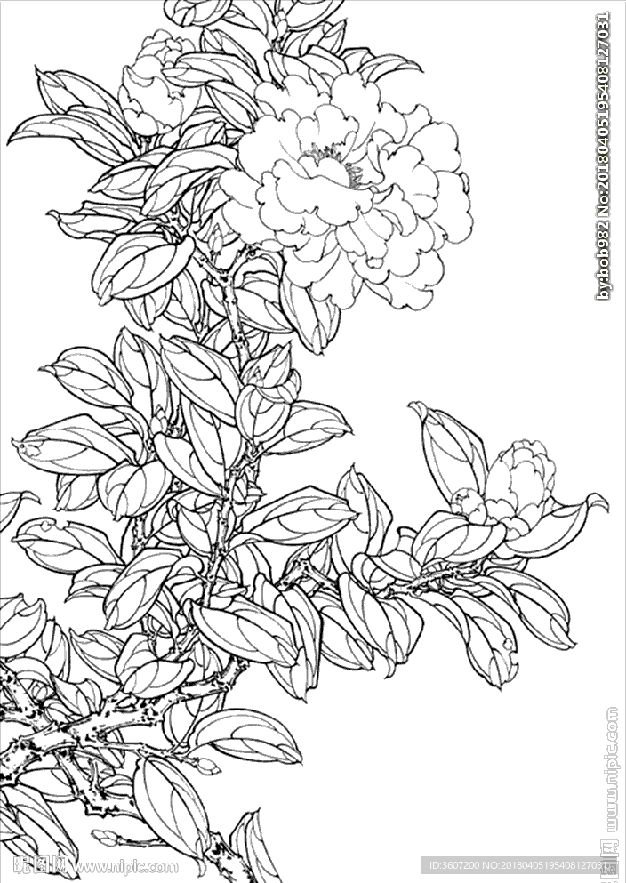 茶花 白描 素描 线描 国画