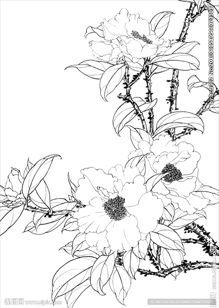 茶花 白描 素描 线描 国画